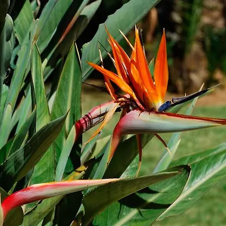 Atico De Jardines 아파트 *